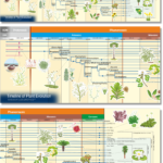 Timeline of Plant Evolution - Banner