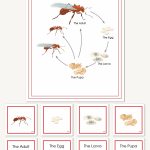 Ant Life Cycle Wallchart