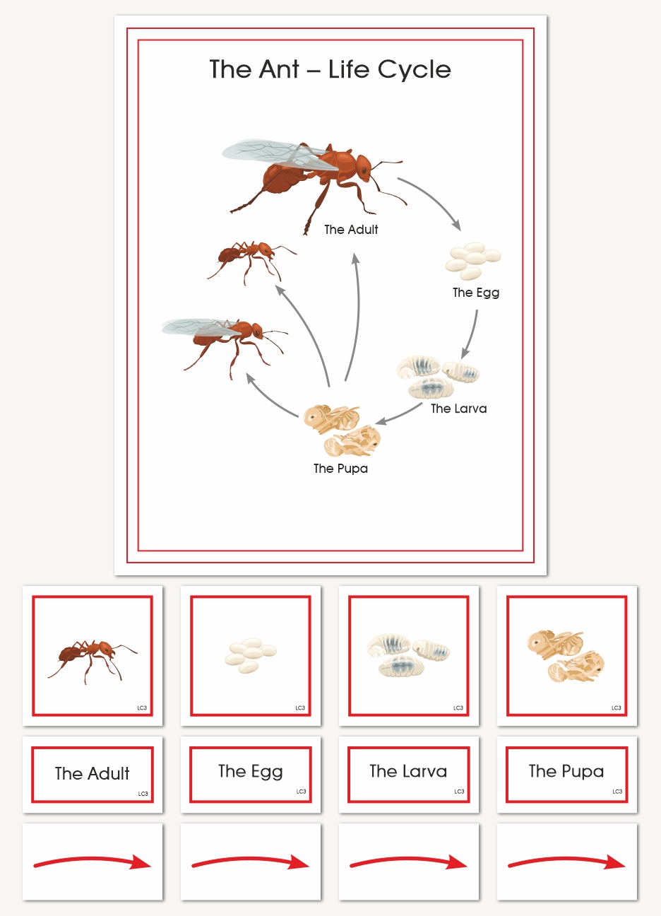 The Ant Wall Chart - sku BP.72WL