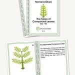 Botany Elementary Nomenclature Booklets