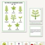 Botany Elementary Nomenclature
