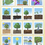 Botany Impressionistic Charts Small