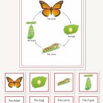 Butterfly Life Cycle Wallchart