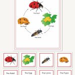Ladybug Beetle Life Cycle Wallchart