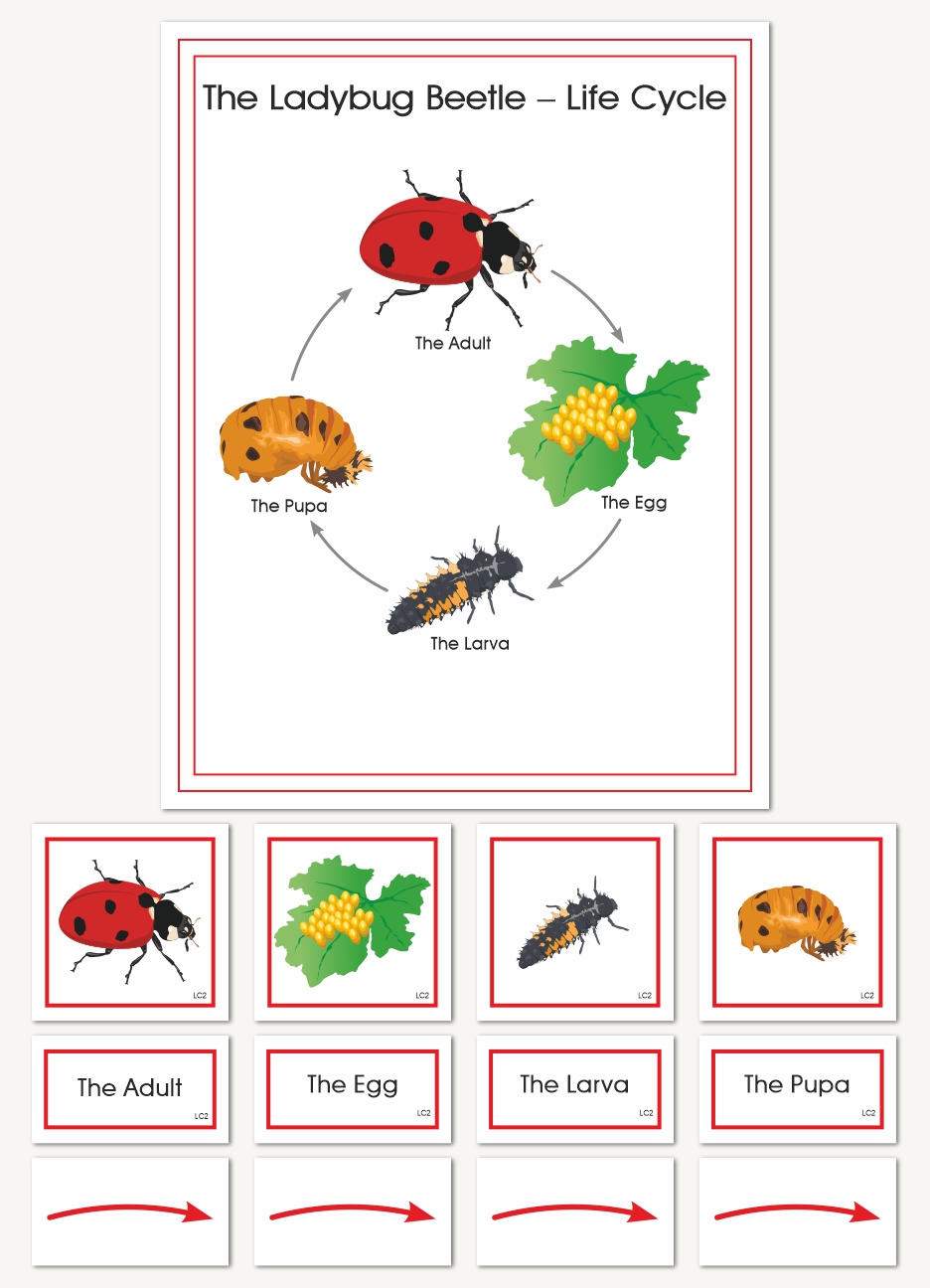 The Ladybug Beetle wallchart - sku BP.73WL