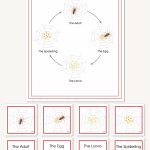 Spider Life Cycle Wallchart