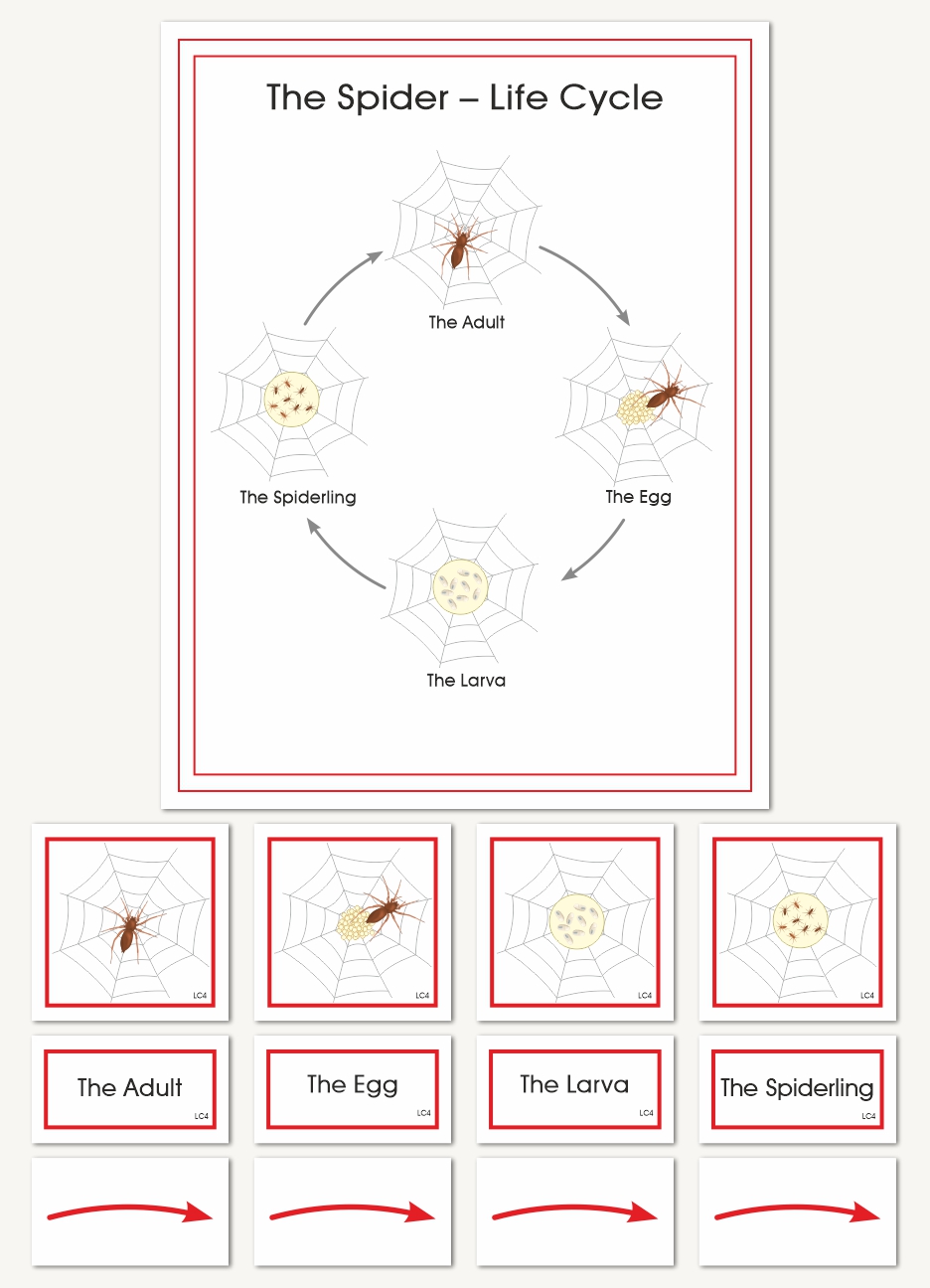 Spider Wallchart - sku BP.72WL