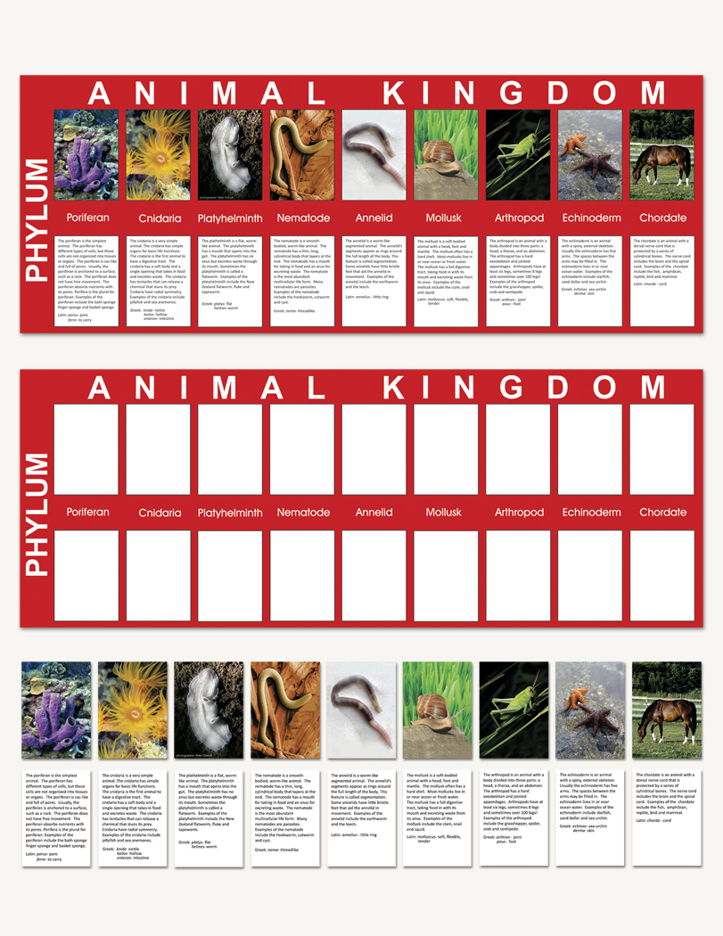 Animal Kingdom Charts - sku BE.02 - 1