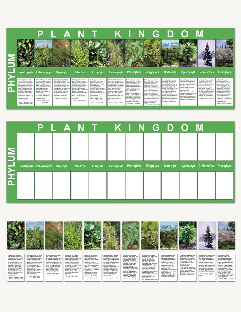 Plant Kingdom Charts - sku BE.03 - 1