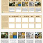 The Fungus Kingdom Charts