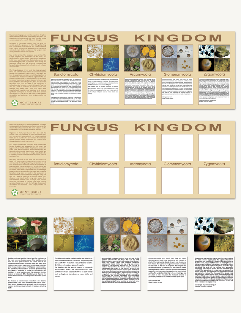 The Fungus Kingdom Charts - sku BE.04 - 1