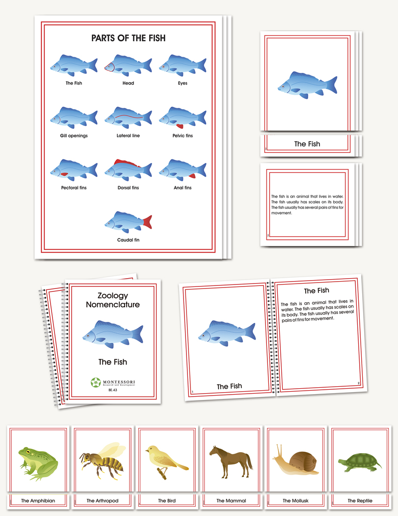 Zoology Elementary Nomenclature - sku BE.43 - 1