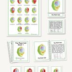 Plant Cell