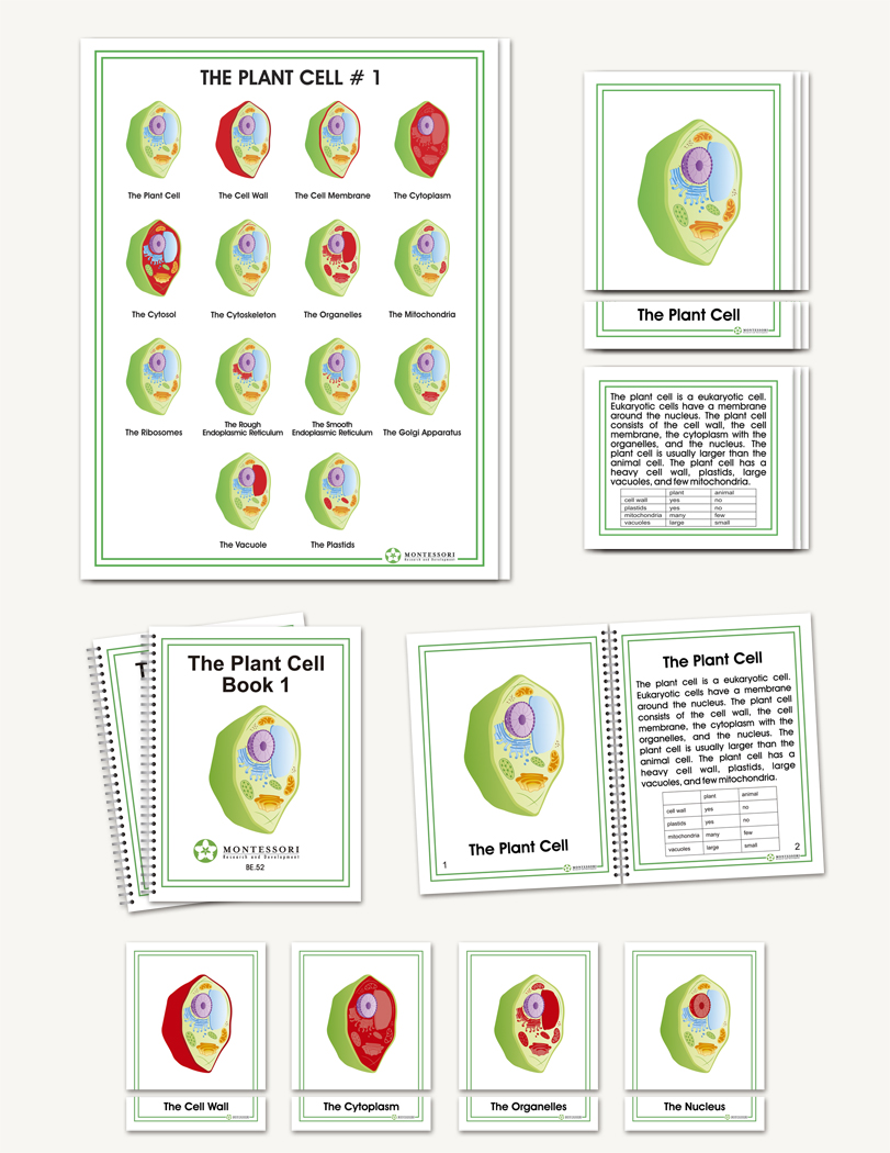 Plant Cell - sku BE.52 - 1