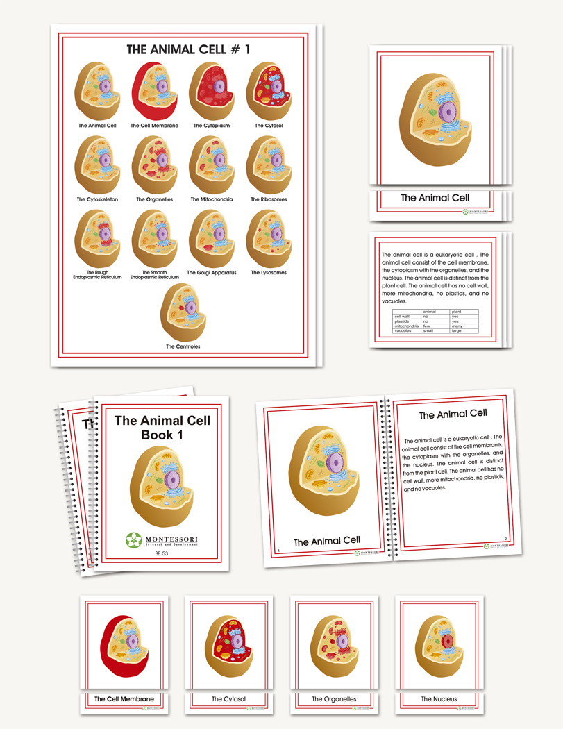 Animal Cell - sku BE.53 - 1