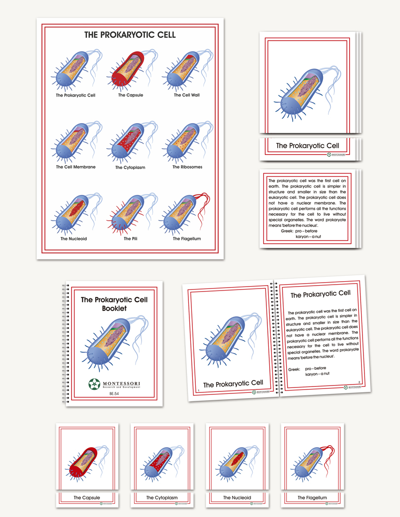 Prokaryotic Cell - 1