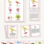 Main Characteristics of the Vertebrates