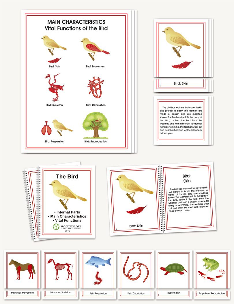 Main Characteristics of the Vertebrates - 1