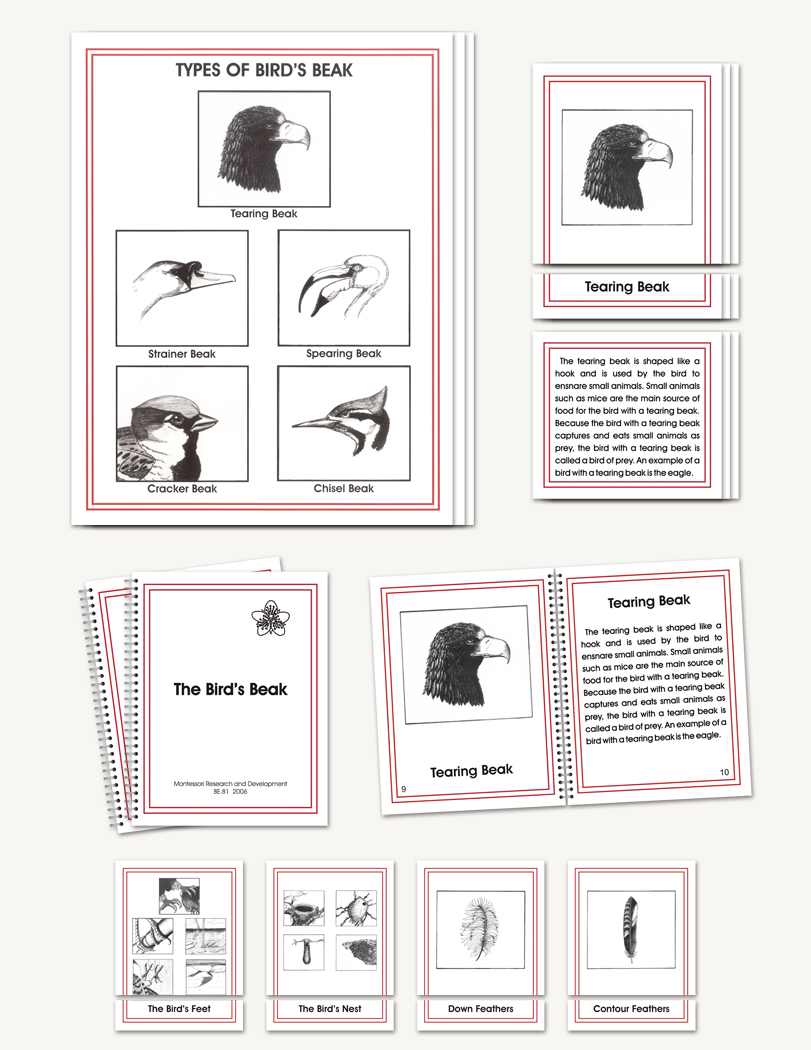 Parts of the Birds - 1