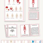 The Skeletal System, Elementary