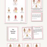 The Muscular System, Elementary