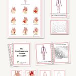 The Cardiovascular System, Elementary