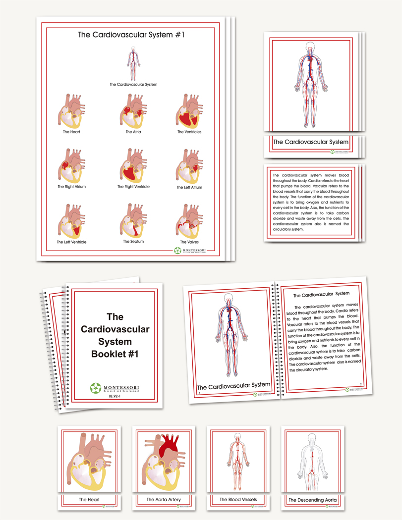 The Cardiovascular System