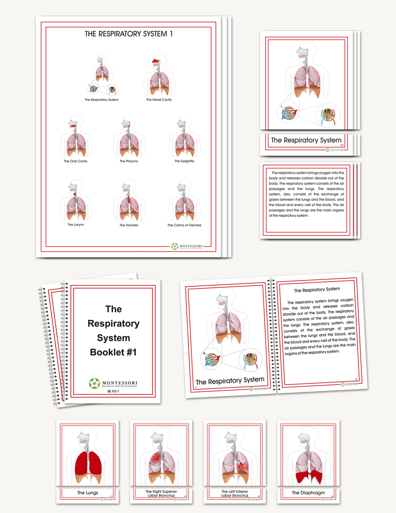 The Respiratory System