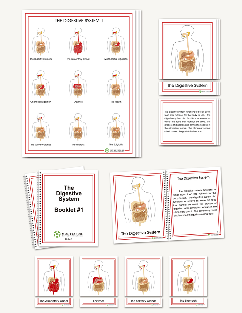 The Digestive System