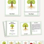 Botany Early Childhood Nomenclature