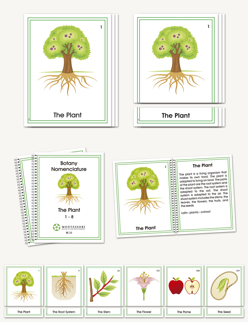 Botany Early Childhood Nomenclature - sku BP.33 - 1