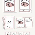 Eye Parts, Early Childhood