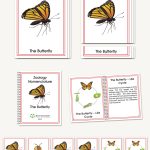 Butterfly & Its Life Cycle