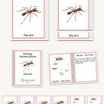 Ant and Its Life Cycle