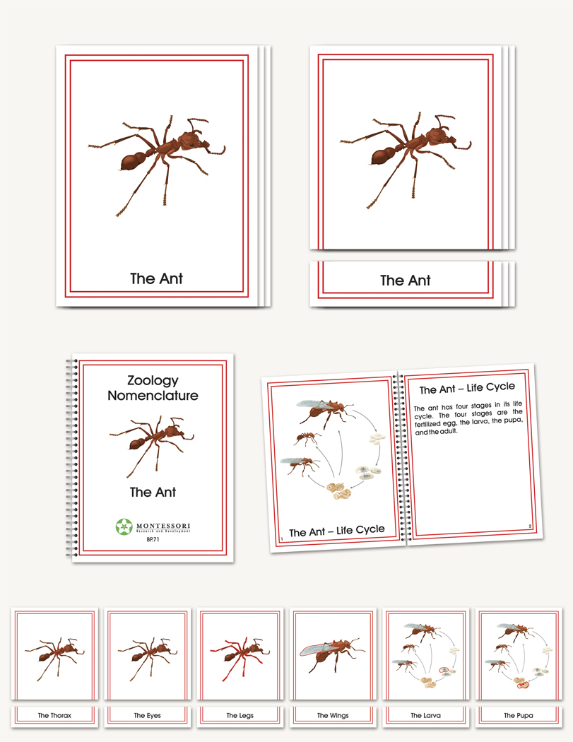 The Ant - sku BP.71 - 1