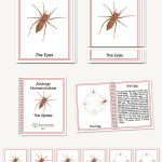 Spider & Its Life Cycle