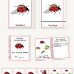 Ladybug Beetle & Its Life Cycle