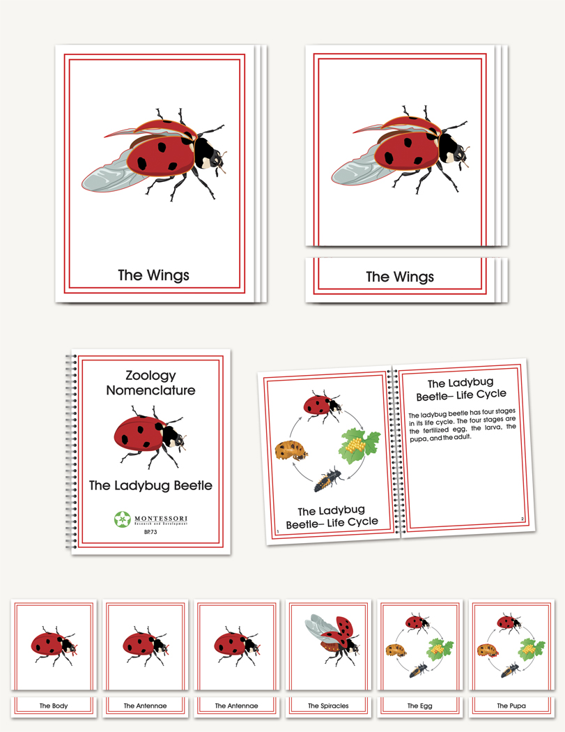 The Ladybug Beetle  - sku BP.73 - 1