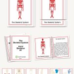 The Skeletal System, Early Childhood
