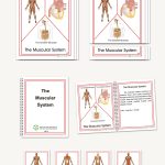 The Muscular System, Early Childhood