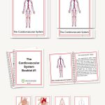 The Cardiovascular System, Early Childhood