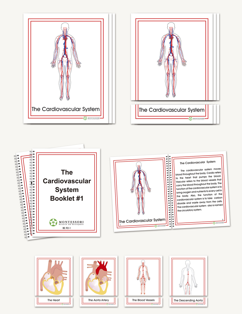 The Cardiovascular System