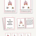 The Respiratory System, Early Childhood