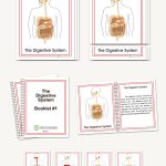 The Digestive System, Early Childhood