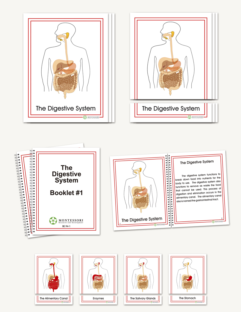 The Digestive System
