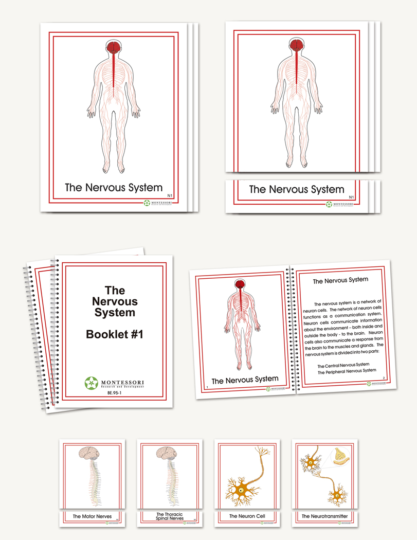 The Nervous System
