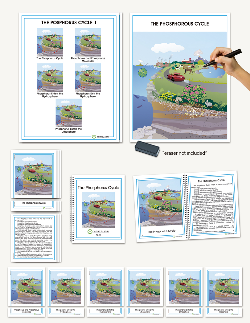 Biogeochemical Cycles