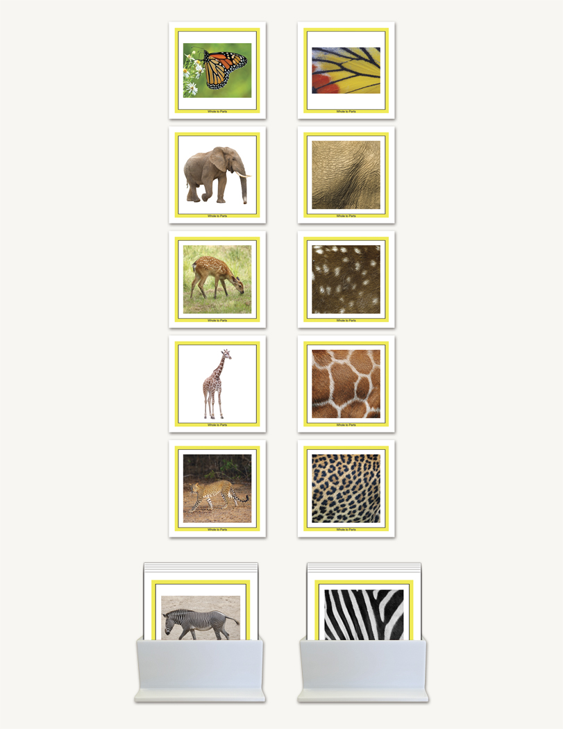 Visual Perception - Whole to Parts - 1