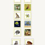 Concept Development Animal - Plant