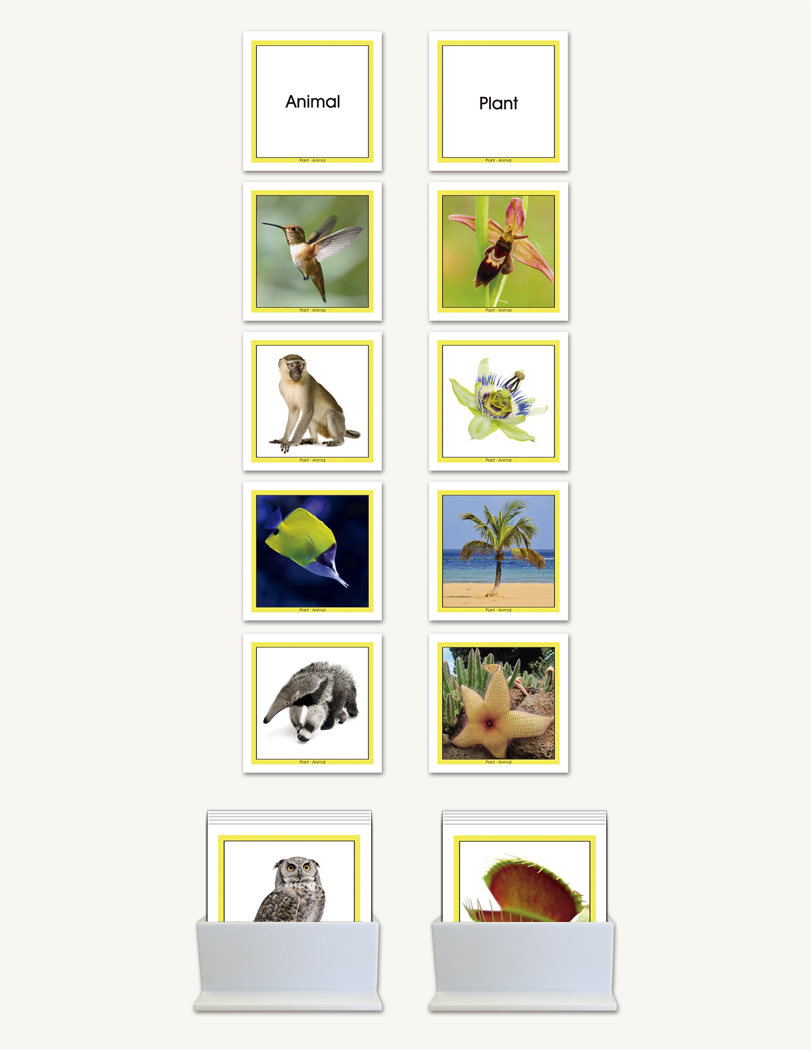 Concept Development Animal - Plant - sku LAP.87 - 1